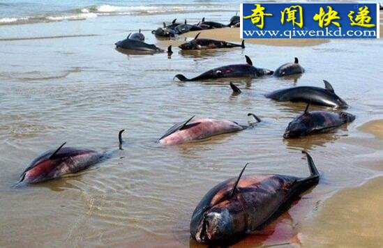 世界上最脆弱的生物,伪虎鲸(系统受到影响集体自杀)