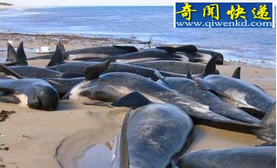 世界上最脆弱的生物,伪虎鲸(系统受到影响集体自杀)