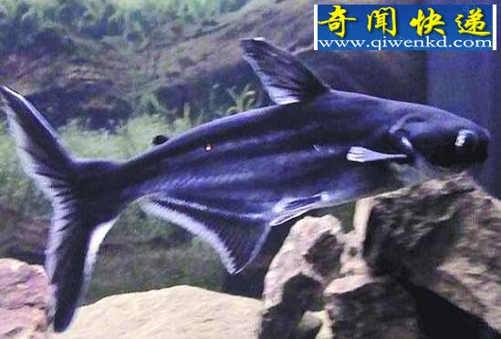 生长速度最快的观赏鱼,虎头鲨(最长达1米)
