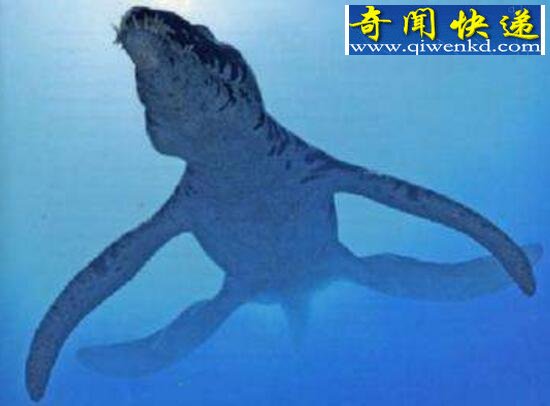 世界上最大的掠食动物,伊西斯龙王鲸(已灭绝)