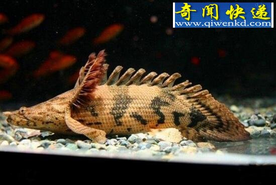 世界上最漂亮的恐龙鱼,虎纹恐龙王鱼