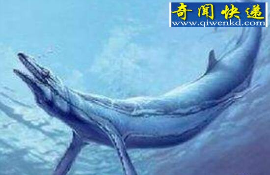 世界上最大的掠食动物,伊西斯龙王鲸(已灭绝)
