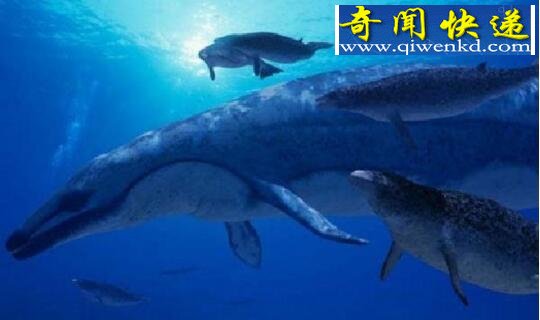 世界上最大的掠食动物,伊西斯龙王鲸(已灭绝)