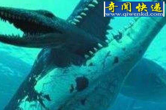 世界上最大的掠食动物,伊西斯龙王鲸(已灭绝)