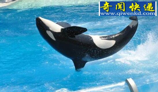 最厉害的海洋杀手,杀人鲸(一口吞下一只海狮)
