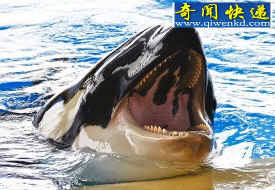 最厉害的海洋杀手,杀人鲸(一口吞下一只海狮)