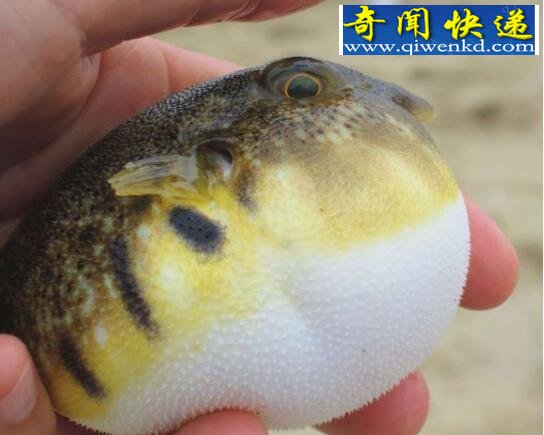 潜水艇鱼(绿河豚),会生气的宠物鱼