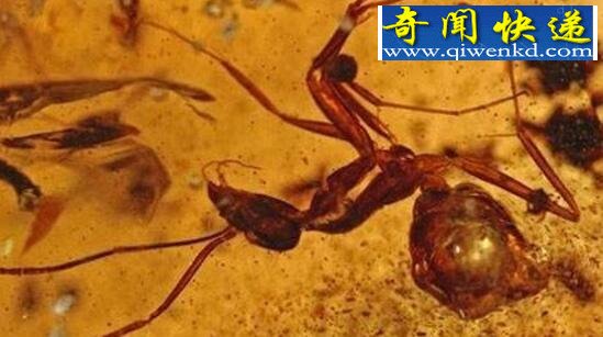巨型蚂蚁,统治地球1亿年的昆虫