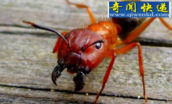 爆炸蚂蚁,自杀式蚂蚁炸弹(守护族群)