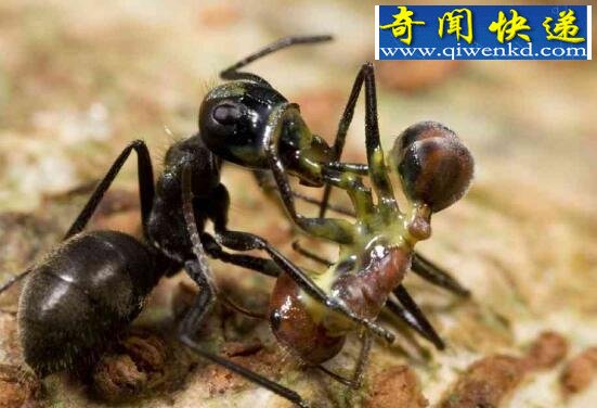 爆炸蚂蚁,自杀式蚂蚁炸弹(守护族群)