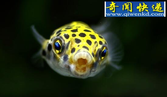 潜水艇鱼(绿河豚),会生气的宠物鱼