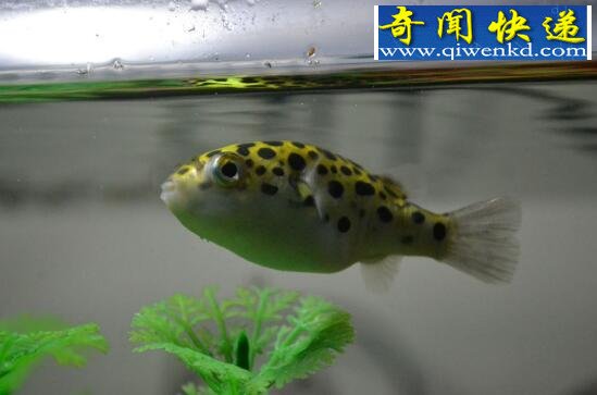 潜水艇鱼(绿河豚),会生气的宠物鱼