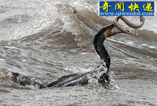 揭秘驻马店铜山湖水怪真实面目,疑似巨型大鱼出没