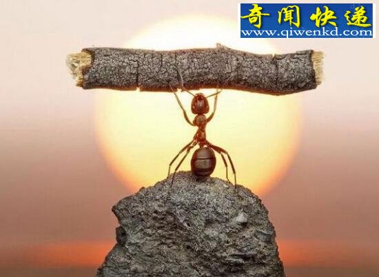 巨型蚂蚁,统治地球1亿年的昆虫