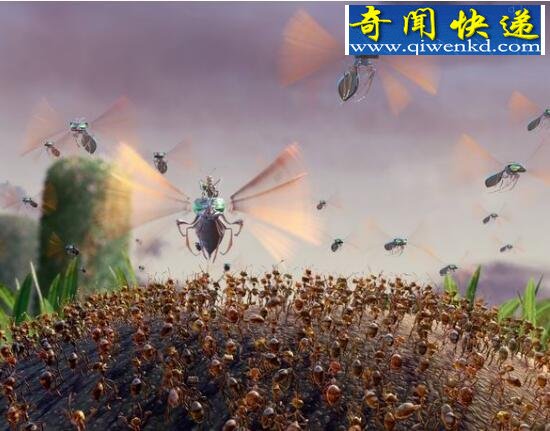 爆炸蚂蚁,自杀式蚂蚁炸弹(守护族群)