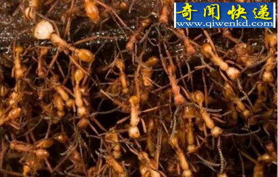 食人蚁,嗜血食肉的蚂蚁军团