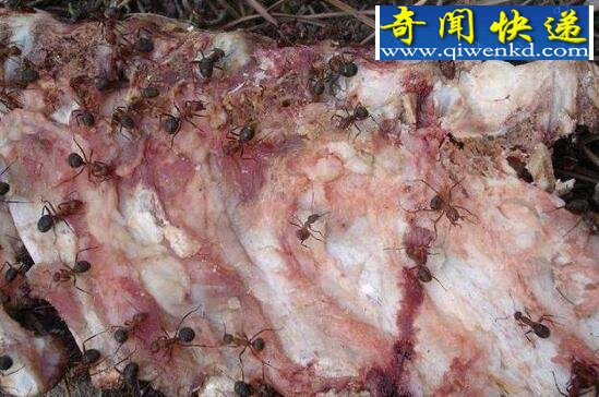 食人蚁,嗜血食肉的蚂蚁军团