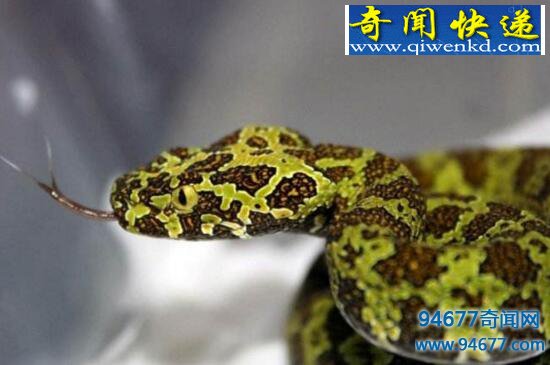 莽山洛铁头蛇,比大熊猫更濒危(毒过眼镜王蛇)