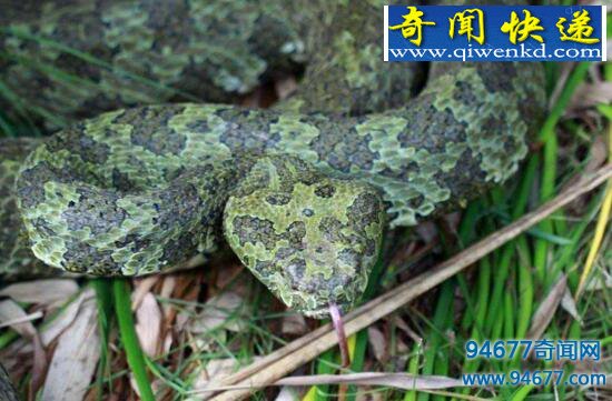 莽山洛铁头蛇,比大熊猫更濒危(毒过眼镜王蛇)