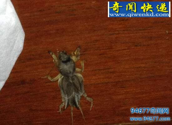 蟑螂鼠,老鼠和蟑螂的结合体(虚构)