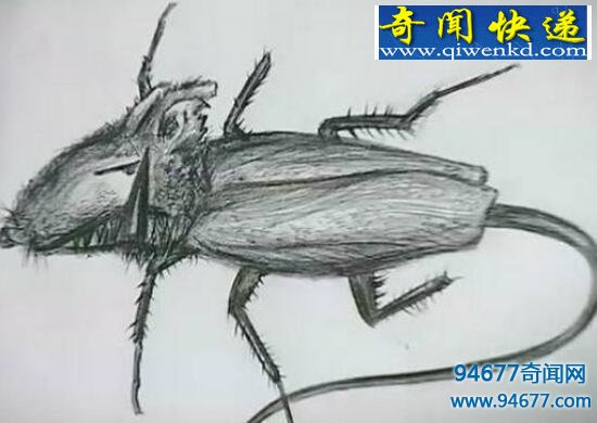 蟑螂鼠,老鼠和蟑螂的结合体(虚构)