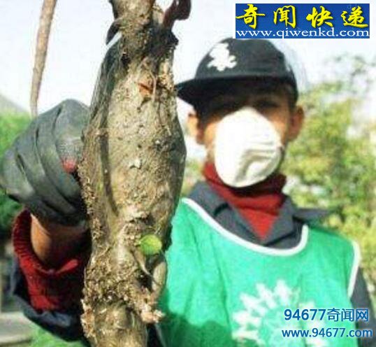 蟑螂鼠,老鼠和蟑螂的结合体(虚构)