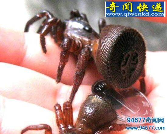 幽灵蛛,家里最常见的有益蜘蛛(毒性极弱)