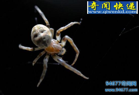 幽灵蛛,家里最常见的有益蜘蛛(毒性极弱)