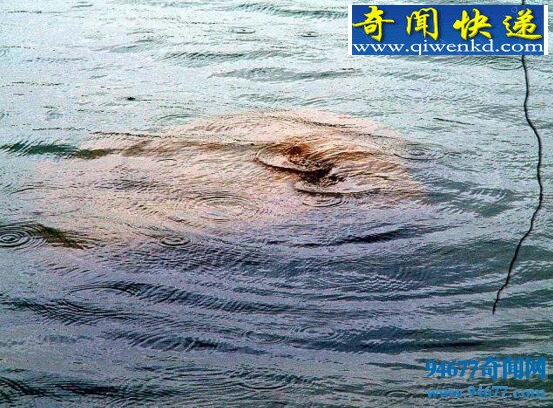 揭开湖光岩水怪之谜,水怪疑为大型淡水鱼