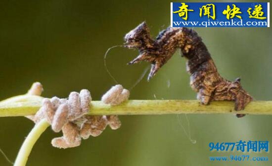 僵尸毛虫,被黄蜂控制终生的傀儡