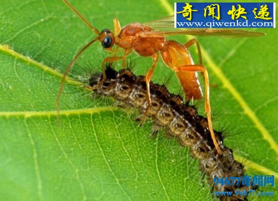僵尸毛虫,被黄蜂控制终生的傀儡