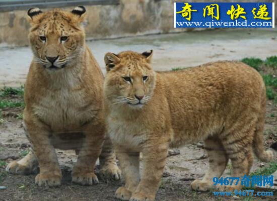 狮虎兽图片,狮虎杂交强大怪兽/体型无限增长