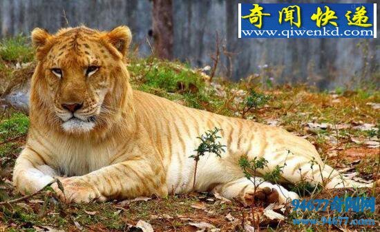 狮虎兽图片,狮虎杂交强大怪兽/体型无限增长