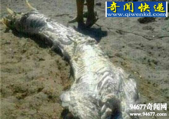 长毛鱼竟真实存在,全身白毛尾巴似虾