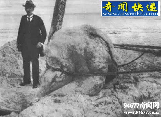 长毛鱼竟真实存在,全身白毛尾巴似虾