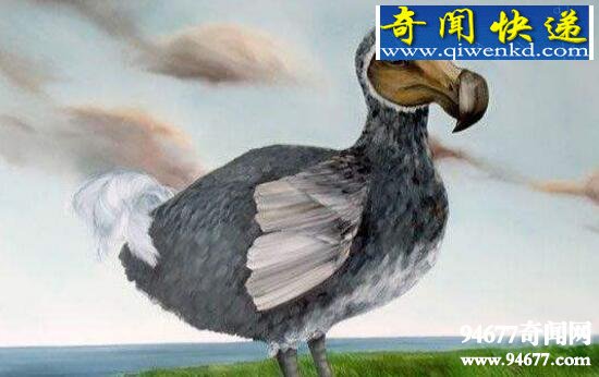 不会飞的渡渡鸟,被人类残忍的赶尽杀绝