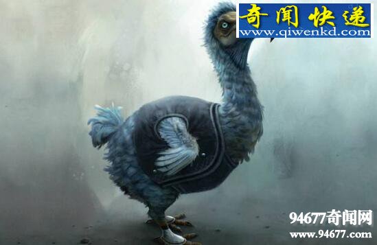 不会飞的渡渡鸟,被人类残忍的赶尽杀绝