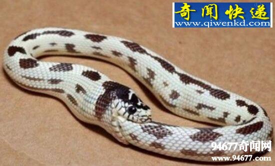 环箍蛇,自食其尾只是太过无聊