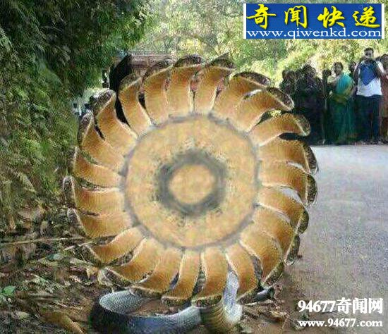 印度神庙惊现五头蛇,网络爆红疑是PS作品