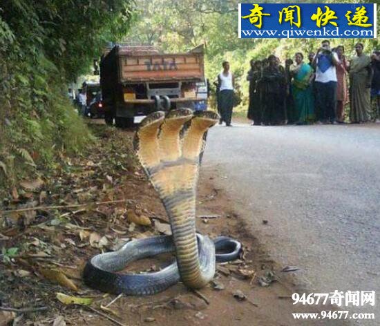 印度神庙惊现五头蛇,网络爆红疑是PS作品