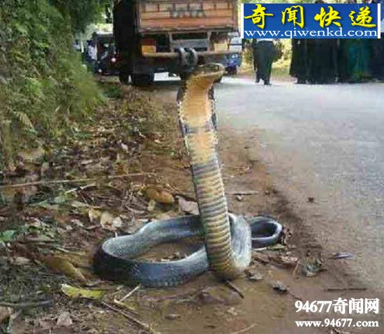 印度神庙惊现五头蛇,网络爆红疑是PS作品