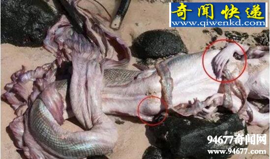 黑鳞鲛人,生存在南海的美人鱼