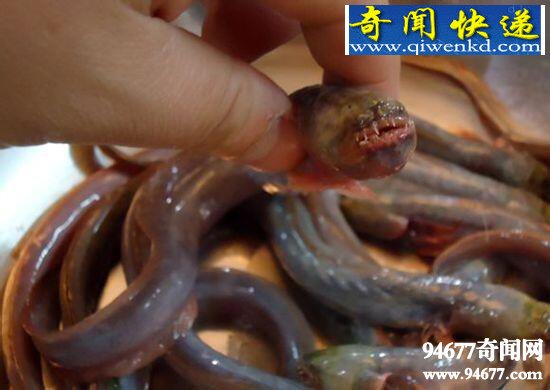 红狼牙鰕虎鱼,可以食用的凶残怪鱼