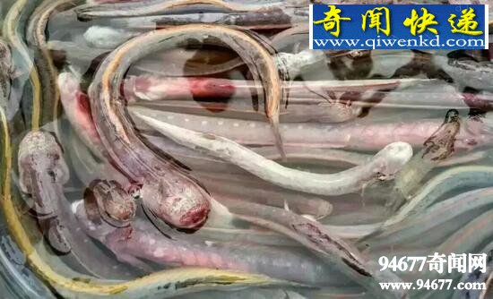 红狼牙鰕虎鱼,可以食用的凶残怪鱼