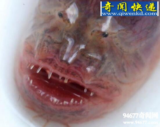 紫鳗虾虎鱼,成熟后自身破体而出(形似外星生物)