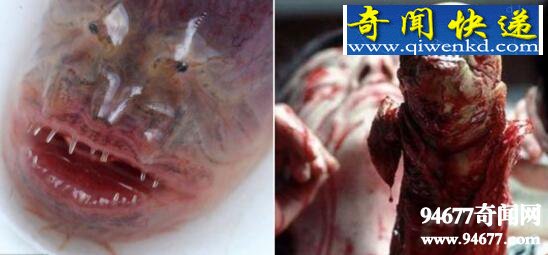 紫鳗虾虎鱼,成熟后自身破体而出(形似外星生物)