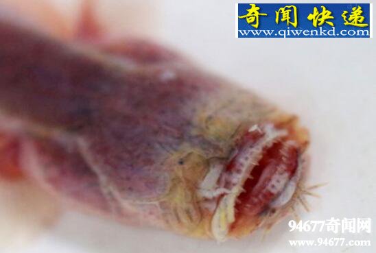 紫鳗虾虎鱼,成熟后自身破体而出(形似外星生物)