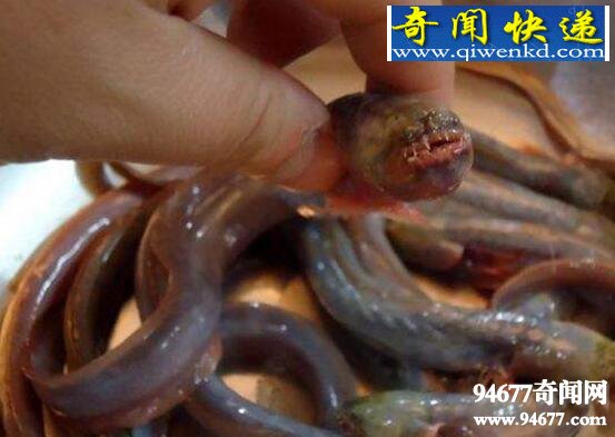 紫鳗虾虎鱼,成熟后自身破体而出(形似外星生物)