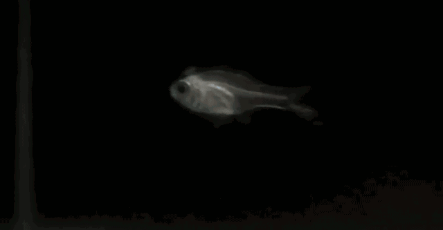 奇异生物喷火鱼,会“豪火球之术”的忍者鱼