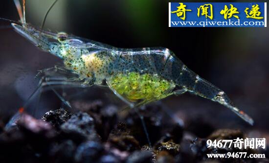 幽灵虾,鱼缸里的隐形清洁工
